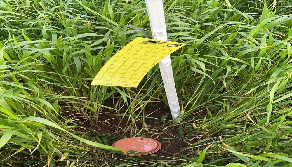 A covered pitfall trap and yellow sticky trap in a cereal field